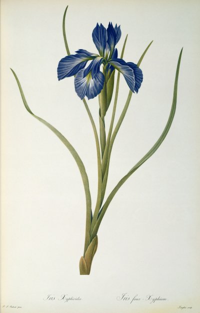 Iris Xyphioides, from 